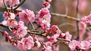 山東泰安：春到彩石溪 花開醉春風