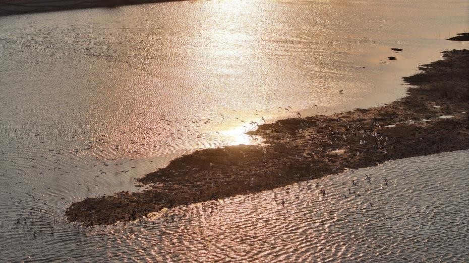 日照：“鳥群”版銀河流動一幅生態畫卷