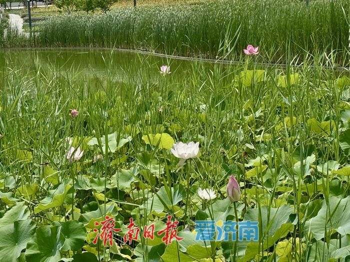 山東濟南：荷花湖荷花盛放，繪就夏日美景