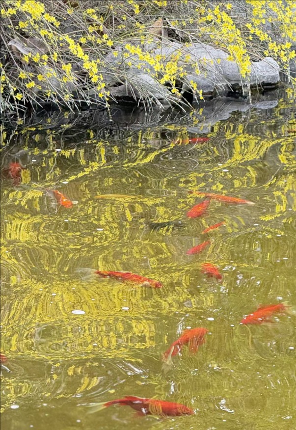 春風拂岱廟 紅墻映花影_fororder_【泰安】3