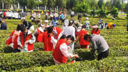 在日照，品一杯聽海長大的茶｜青春思政課