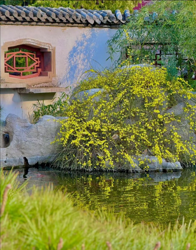 春風拂岱廟 紅墻映花影_fororder_【泰安】9