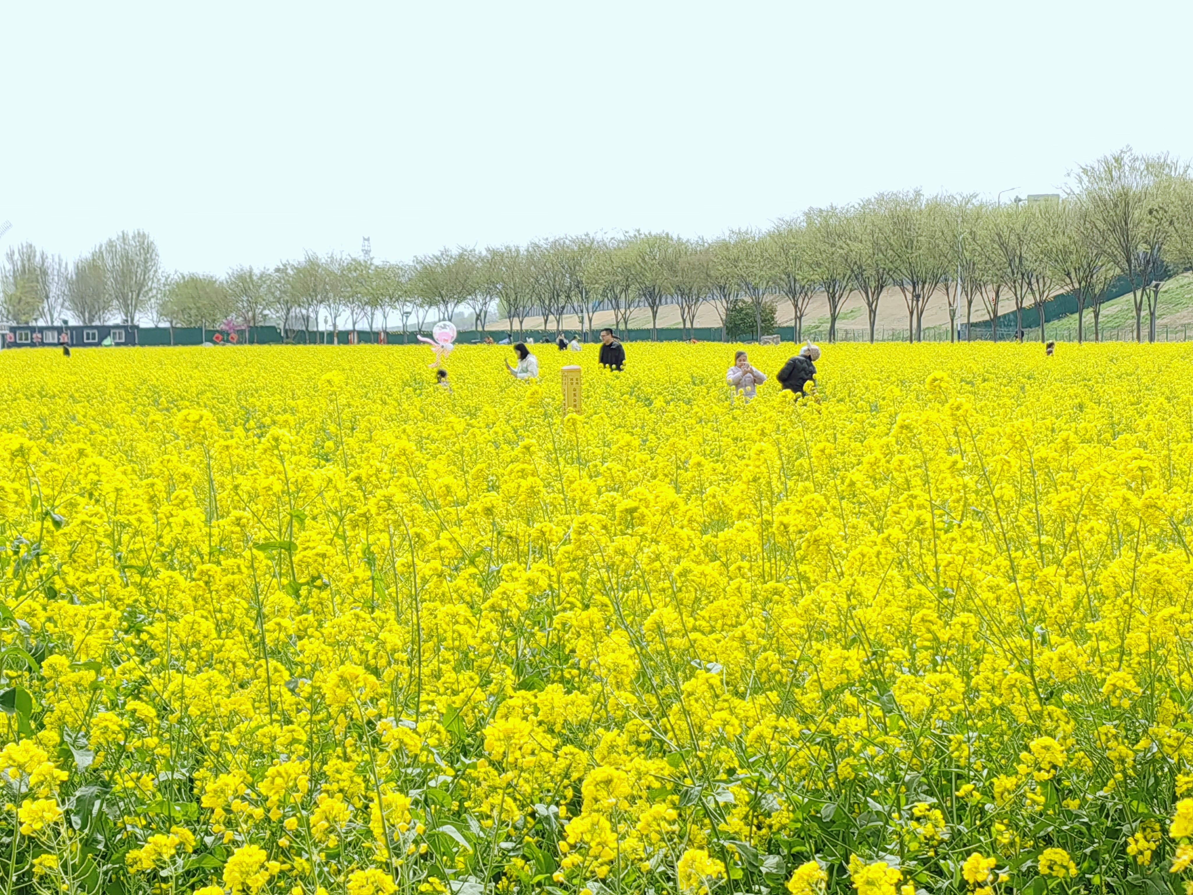【花開齊魯】濟寧市兗州區千畝油菜花迎來盛放時節_fororder_9f7c04d61814aa1c1aa1555625ba41e