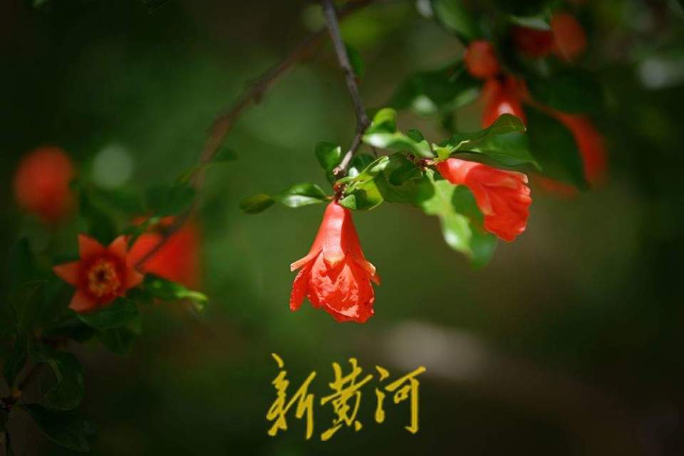 濟南：泉城公園石榴花開 紅艷嬌俏