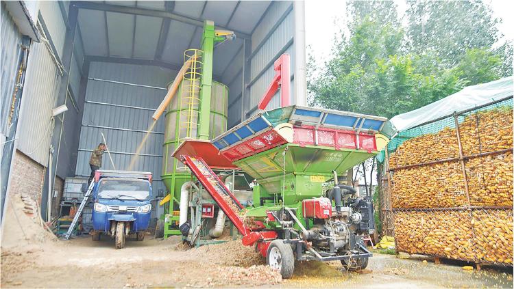 推動“烘乾+收購+儲存”一體化服務“魯西糧倉”打響秋收保衛戰_fororder_10_10_0940