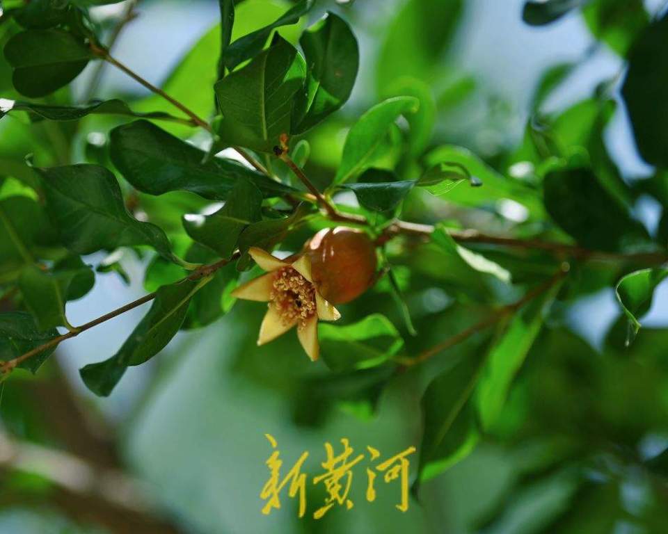 濟南：泉城公園石榴花開 紅艷嬌俏
