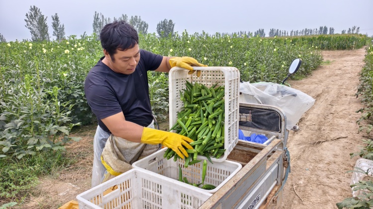 濟寧魚臺：小秋葵敲開村民“致富門”_fororder_農戶將採摘上來的秋葵裝車 張成娥攝