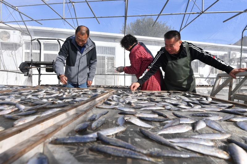 山東青島:金風送爽晾曬忙