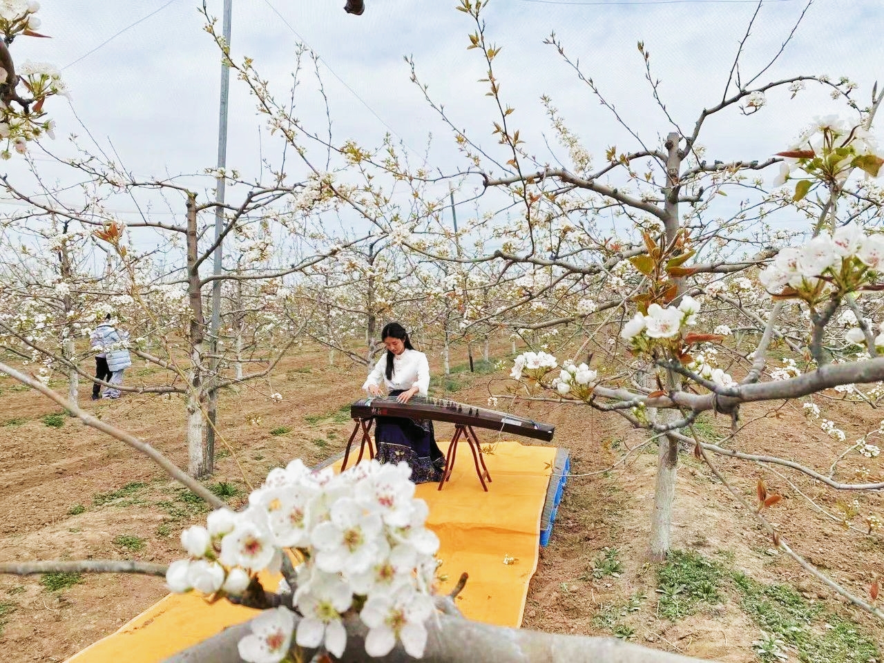 菏澤市魯西新區呂陵鎮2025年第二屆山農酥梨梨花文化旅遊節開幕_fororder_4277e63bf5eb99e42e047689acf23a2