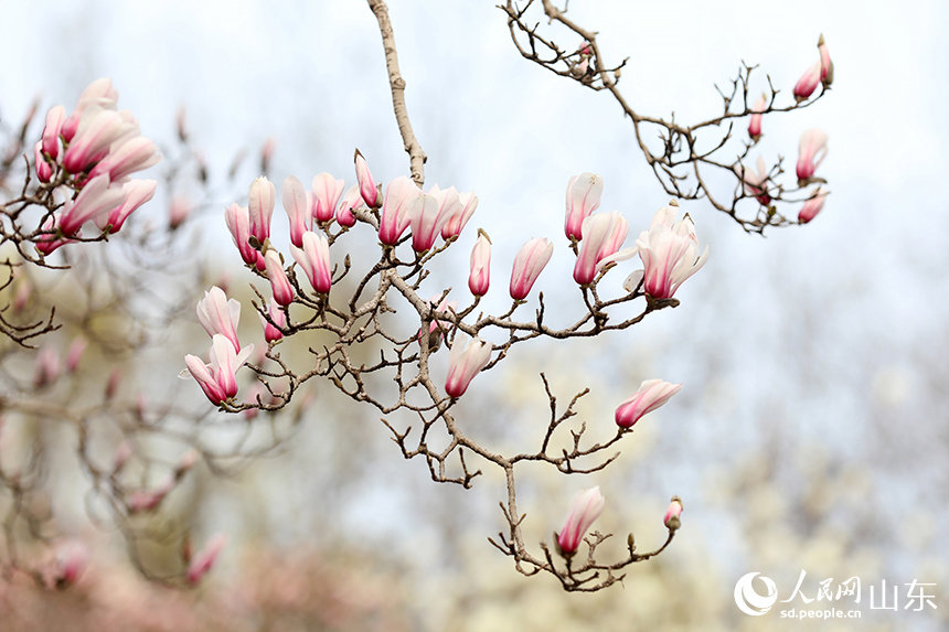 濟南趵突泉玉蘭盛開醉遊人_fororder_【趵突泉】2