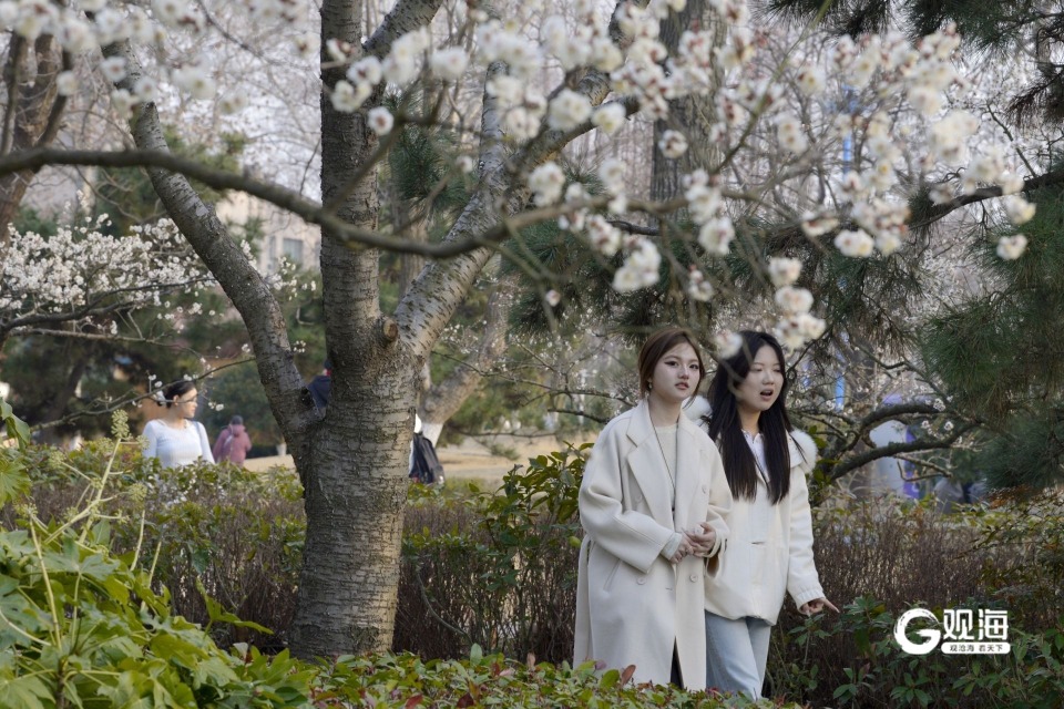 瞞不住了！青島中山公園梅花迎來盛花期_fororder_【青島中山公園梅花迎來盛花期】1