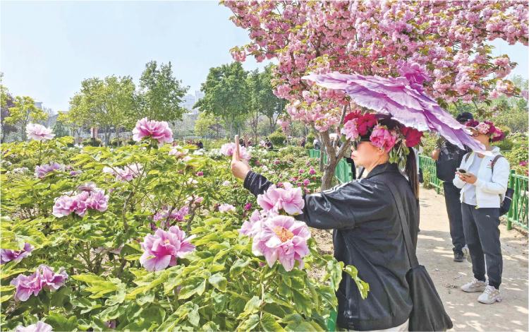 菏澤：百年牡丹映太空 花海人潮醉春風