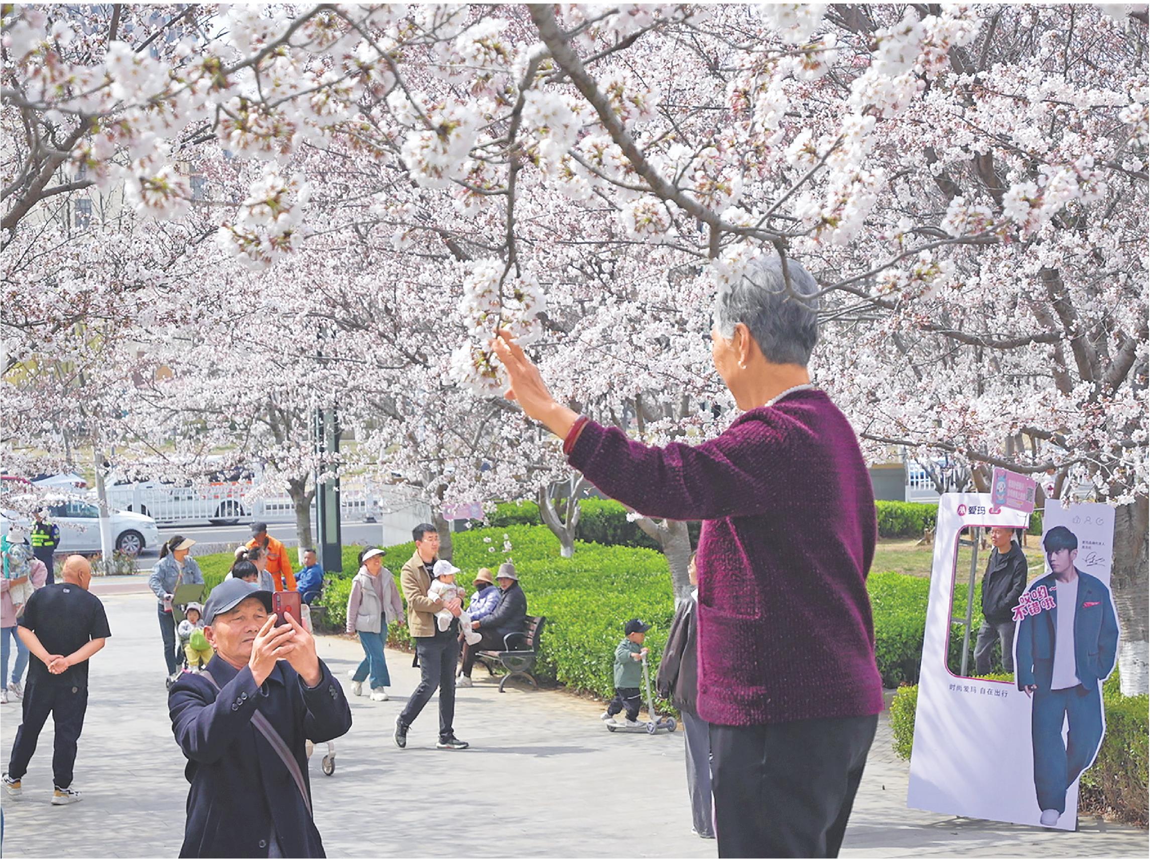 煙臺：賞花踏青需求旺 文旅市場人氣足