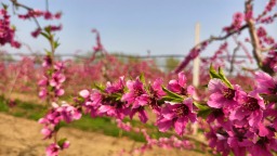 山東莘縣：桃花朵朵開 繪就春日絢爛美景