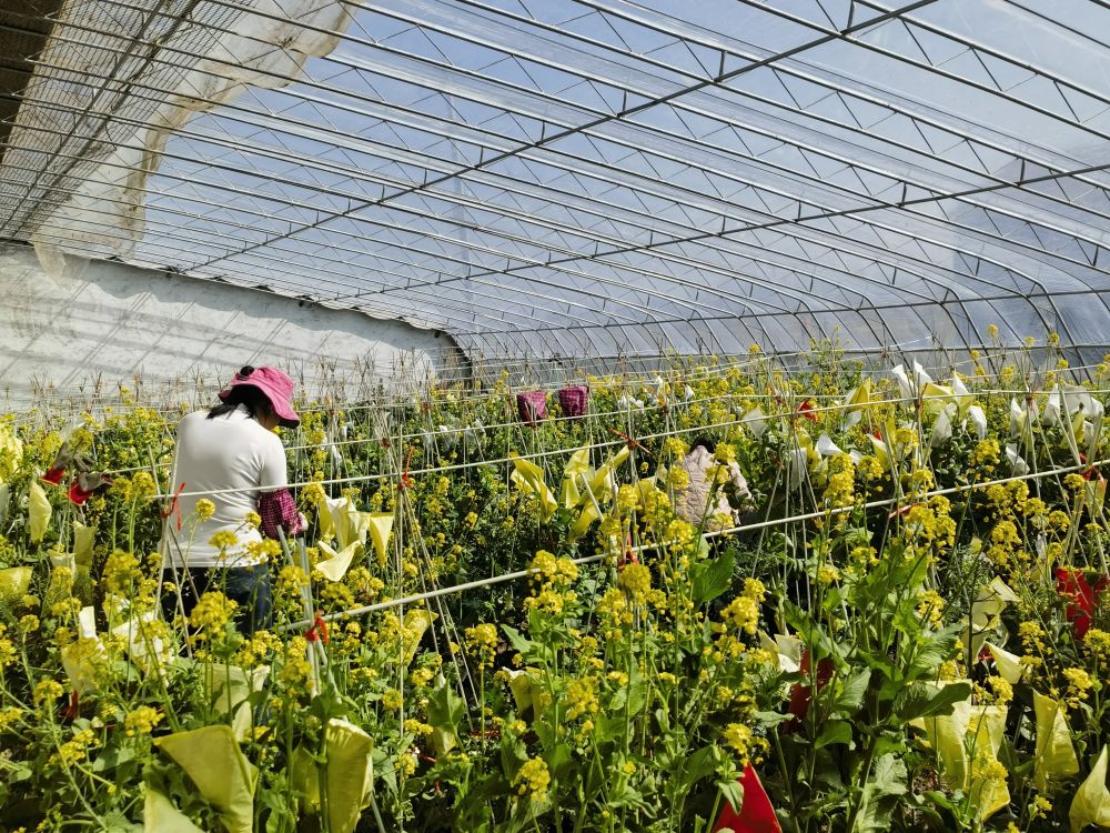 山東：知識産權護航膠州大白菜産業富民增收