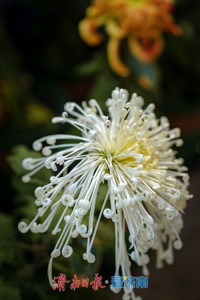 趵突泉金秋菊展盛裝綻放,遊客市民共賞千菊爭艷