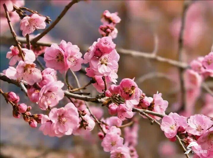 山東泰安：春到彩石溪 花開醉春風