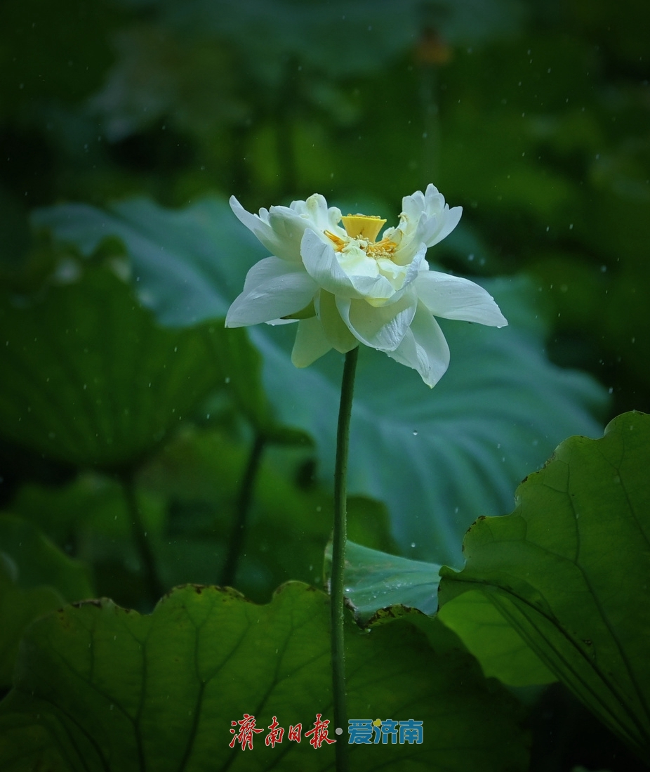 濟南：雨落泉城 大明湖荷花別樣嬌