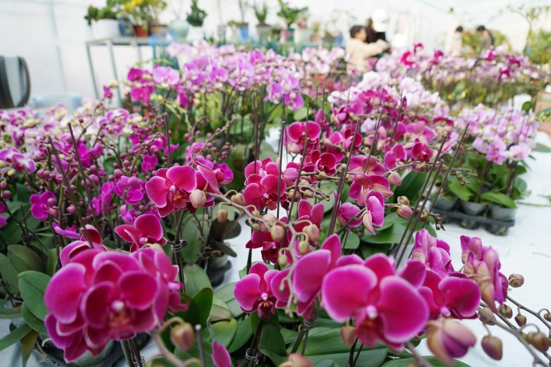 山東沂南：鮮花俏銷迎新年_fororder_【沂南】5