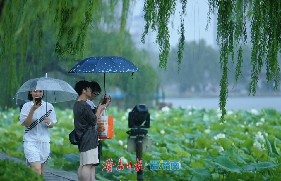 濟南：雨落泉城 大明湖荷花別樣嬌