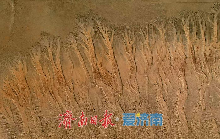 黃河濟南段現壯美“潮汐樹”自然奇觀