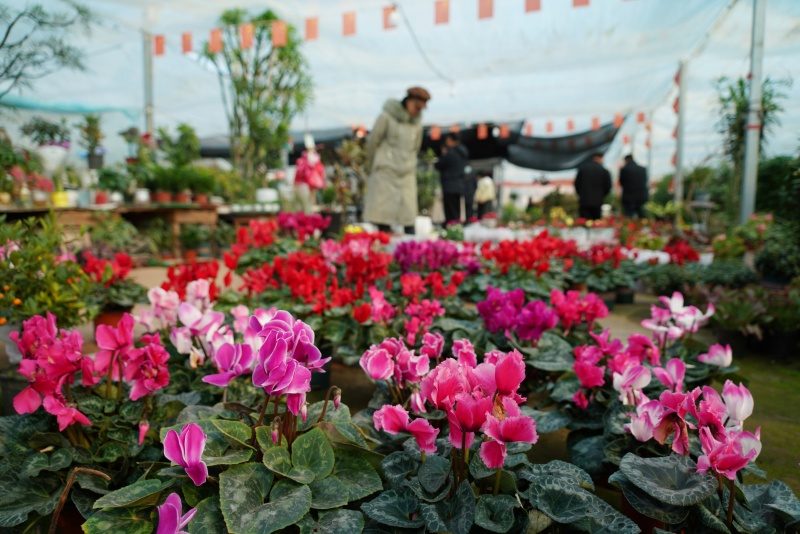 山東沂南：鮮花俏銷迎新年_fororder_【沂南】7