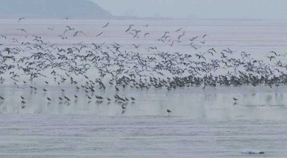 威海南海新區:冬日海灣迎“貴客”