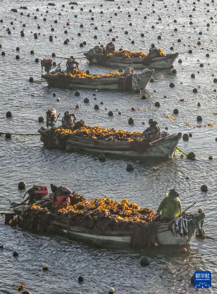 山東榮成：18萬畝海帶進入間割收穫期_fororder_【山東榮成】3