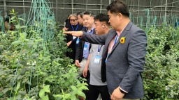 【Hi,Shandong】從“小藍莓”到“全産業鏈”帶動鄉村共富