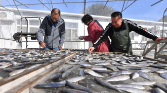 山東青島：金風送爽晾曬忙