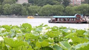 山東濟南：大明湖畔荷韻飄香