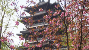 【花開齊魯】春光明媚氣溫回升，大明湖畔花團錦簇