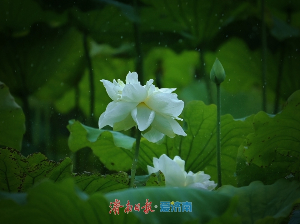濟南：雨落泉城 大明湖荷花別樣嬌