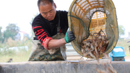 濟寧魚臺：“一水雙蝦”立體混養趟出致富新路子