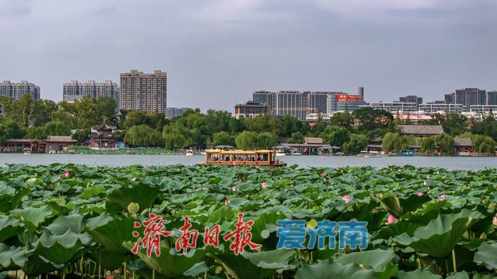 大明湖秋日荷塘：藏著泉城的專屬詩意
