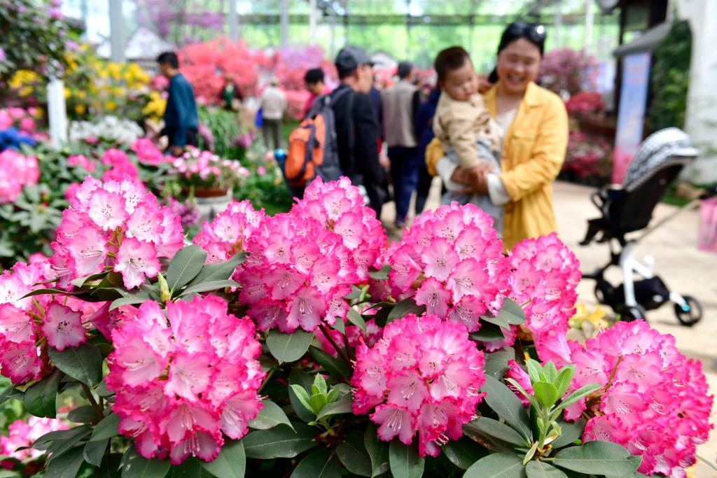山東日照：杜鵑花開引客來_fororder_22