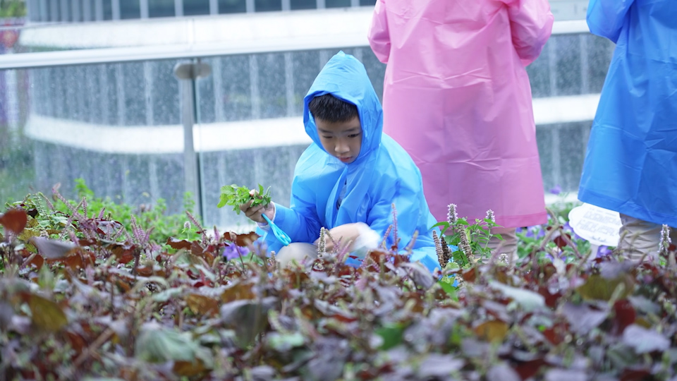 上海推動中醫藥文化進校園：“小小本草園”帶孩子們探究博大精深的中醫藥世界