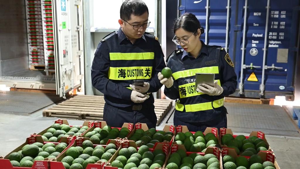 中國首批22噸自南非進口牛油果即將參展第七屆進博會