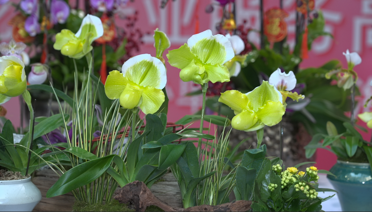 “花開上海”迎新年 奇花異草、創意花禮詮釋生活中的詩意