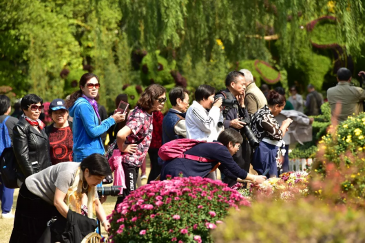 金秋菊花綻放 滬上這些公園 高校能賞菊