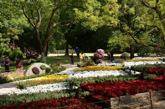 金秋菊花綻放 滬上這些公園 高校能賞菊