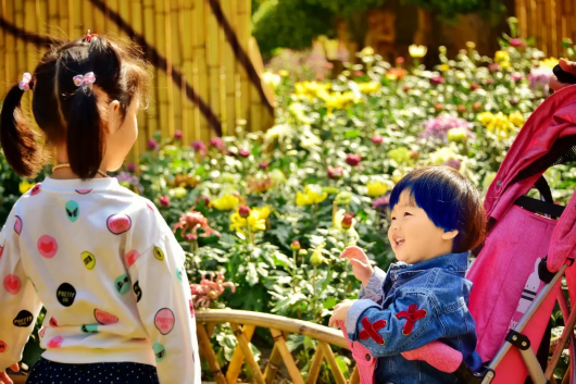 金秋菊花綻放 滬上這些公園 高校能賞菊