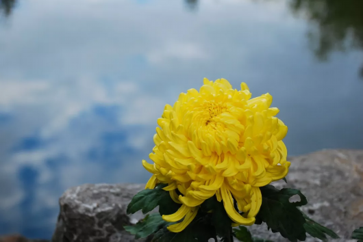 金秋菊花綻放 滬上這些公園 高校能賞菊