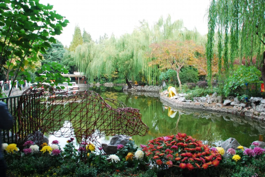 金秋菊花綻放 滬上這些公園 高校能賞菊