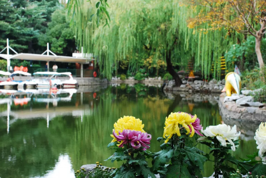 金秋菊花綻放 滬上這些公園 高校能賞菊