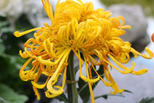 金秋菊花綻放 滬上這些公園 高校能賞菊