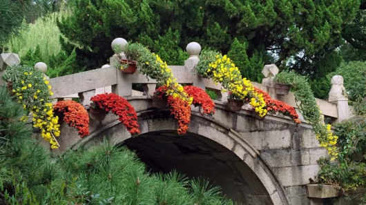 金秋菊花綻放 滬上這些公園 高校能賞菊