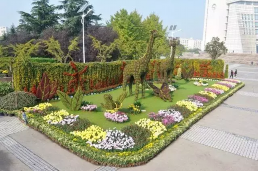 金秋菊花綻放 滬上這些公園 高校能賞菊