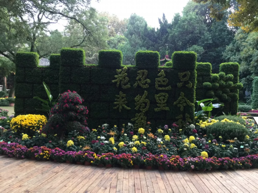 金秋菊花綻放 滬上這些公園 高校能賞菊