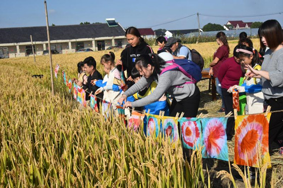 蔚藍天空風吹稻浪 金山漕涇鎮舉辦兒童水稻田嘉年華